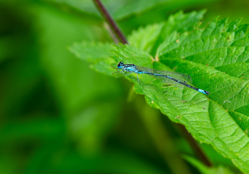 coenagrion puella  l agrion jouvencelle  male