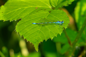 coenagrion pulchellum agrion gracieux coenagrion pulchellum agrion gracieux