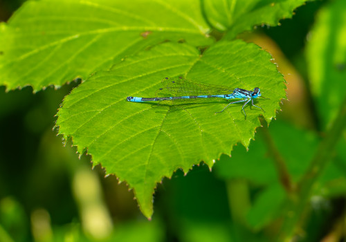 coenagrion pulchellum   agrion gracieux