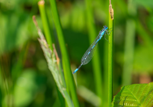 coenagrion pulchellum   agrion gracieux