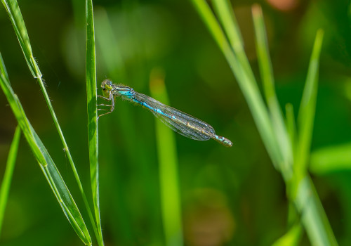 coenagrion scitulum   agrion mignon femelle