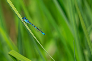 coenagrion scitulum agrion mignon male coenagrion scitulum agrion mignon male