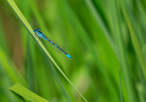 coenagrion scitulum   agrion mignon male