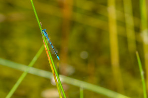 coenagrion scitulum agrion mignon male coenagrion scitulum agrion mignon male