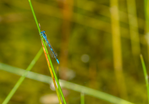 coenagrion scitulum   agrion mignon male