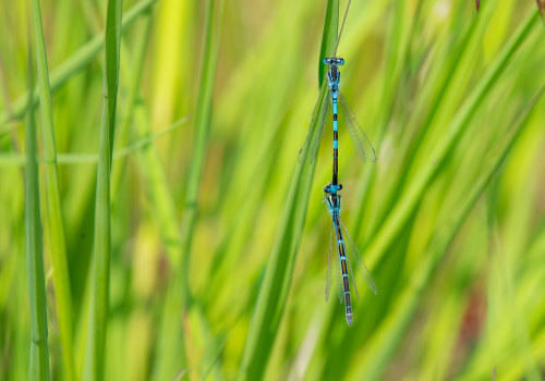 coenagrion scitulum  agrion mignon  couple