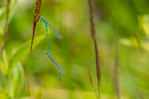 coenagrion scitulum agrion mignon couple coenagrion scitulum agrion mignon couple