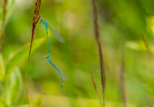 coenagrion scitulum  agrion mignon  couple