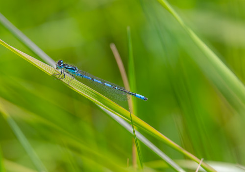 coenagrion scitulum  agrion mignon  male