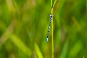 coenagrion scitulum agrion mignon male coenagrion scitulum agrion mignon male
