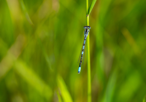 coenagrion scitulum  agrion mignon  male