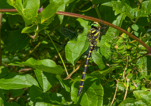 cordulegaster bidentata   cordulegastre bidente male