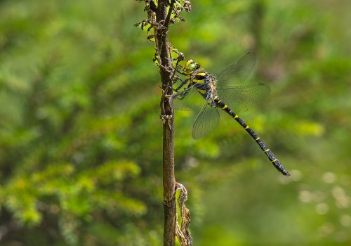 cordulegaster bidentata  le cordulegastre bidente  male