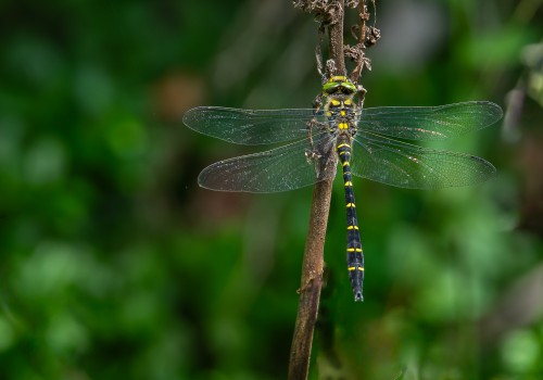 cordulegaster bidentata  le cordulegastre bidente  male