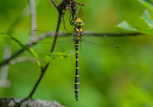 cordulegaster bidentata