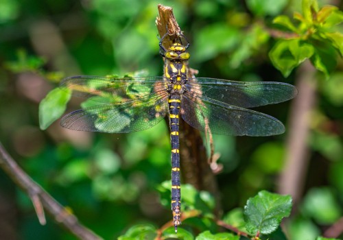 cordulegaster bidentata femelle