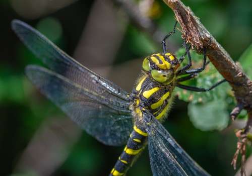 cordulegaster bidentata femelle