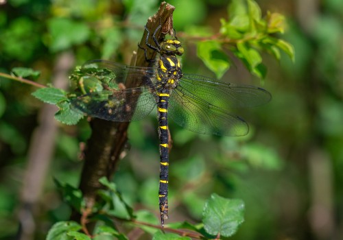 cordulegaster bidentata femelle