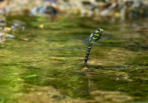 cordulegaster boltonii   cordulegastre annele femelle