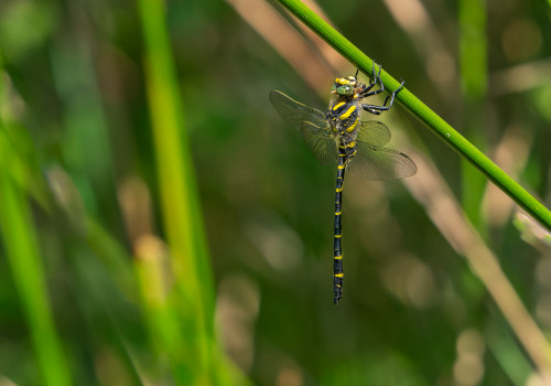 cordulegaster boltonii   cordulegastre annele male
