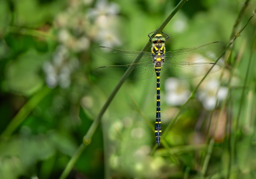 cordulegaster boltonii  le cordulegastre annele  male