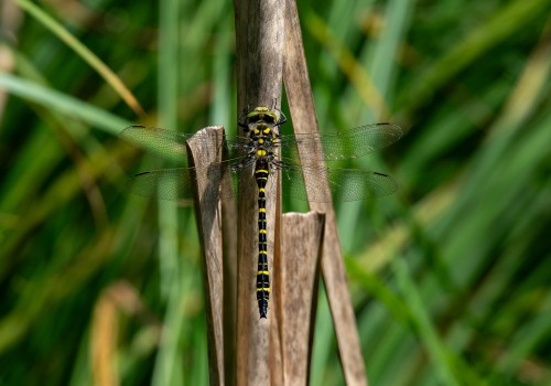 cordulegaster boltonii  le cordulegastre annele  male