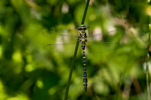 cordulegaster boltonii le cordulegastre annele male cordulegaster boltonii le cordulegastre annele male