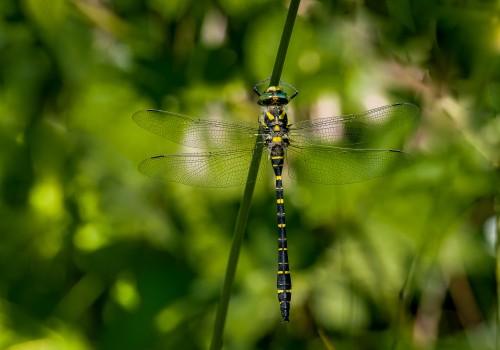 cordulegaster boltonii  le cordulegastre annele  male