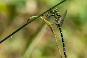 cordulegaster boltonii le cordulegastre annele male cordulegaster boltonii le cordulegastre annele male