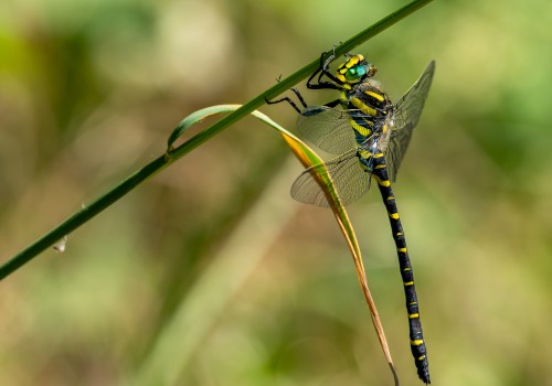 cordulegaster boltonii  le cordulegastre annele  male
