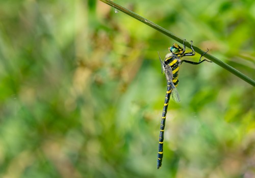 cordulegaster boltonii  le cordulegastre annele  male