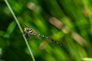 orthetrum coerulescens orthetrum bleuissant male orthetrum coerulescens orthetrum bleuissant male