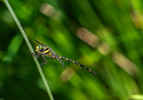 orthetrum coerulescens  orthetrum bleuissant  male
