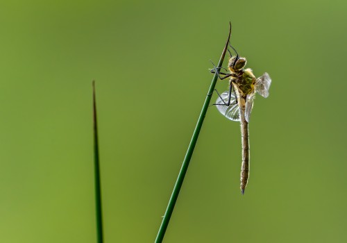 cordulia aenea  cordulie bronzee 