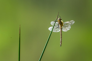 cordulia aenea cordulie bronzee cordulia aenea cordulie bronzee