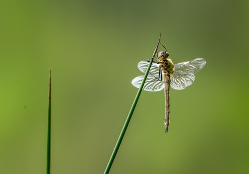 cordulia aenea  cordulie bronzee 