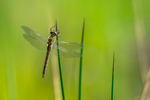 cordulia aenea cordulie bronzee cordulia aenea cordulie bronzee