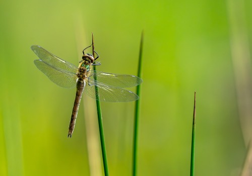 cordulia aenea  cordulie bronzee 