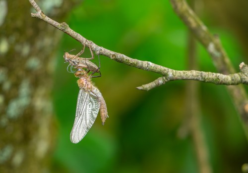 cordulia aenea  cordulie bronzee  femelle