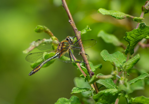 cordulia aenea  cordulie bronzee  male