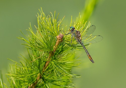 cordulia aenea  cordulie bronzee  male