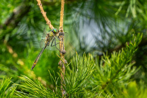 cordulia aenea cordulie bronzee male cordulia aenea cordulie bronzee male