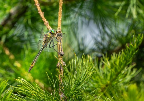 cordulia aenea  cordulie bronzee  male