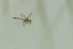 cordulia aenea cordulie bronzee male cordulia aenea cordulie bronzee male