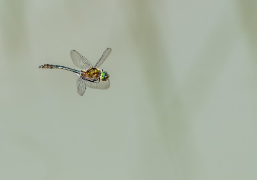 cordulia aenea  cordulie bronzee  male