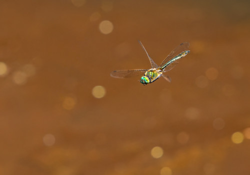 cordulia aenea  cordulie bronzee  male
