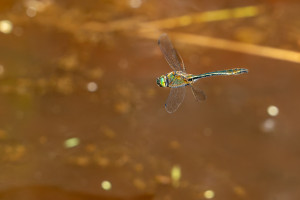 cordulia aenea cordulie bronzee male cordulia aenea cordulie bronzee male