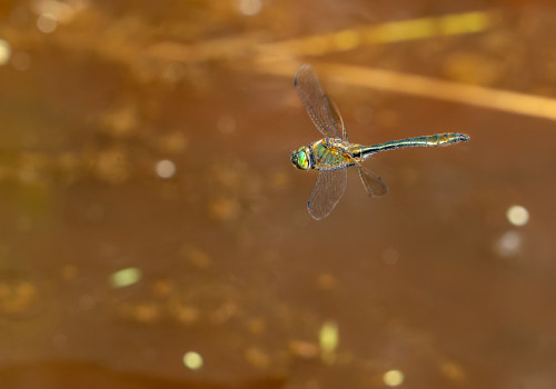 cordulia aenea  cordulie bronzee  male