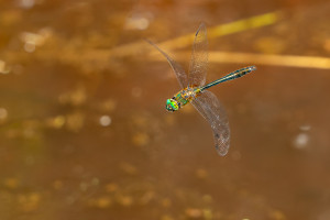 cordulia aenea cordulie bronzee male cordulia aenea cordulie bronzee male