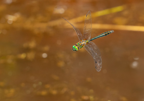 cordulia aenea  cordulie bronzee  male